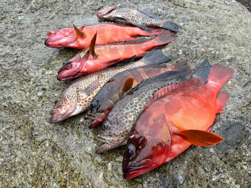 アカハタの釣果