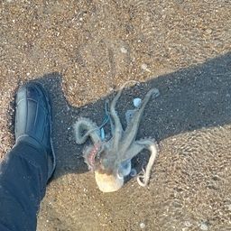 タコ