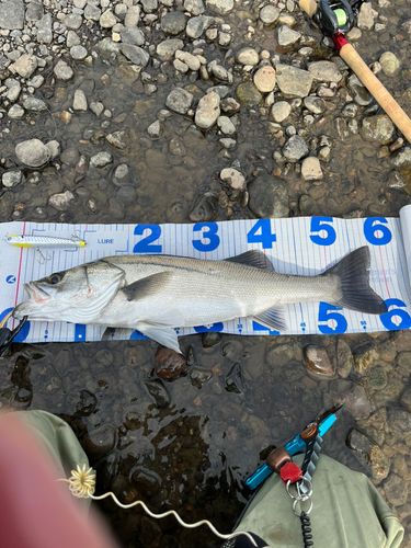 スズキの釣果