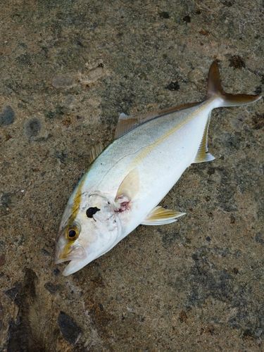 カンパチの釣果