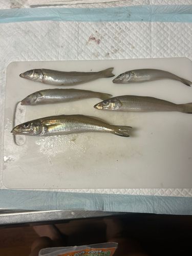 キスの釣果