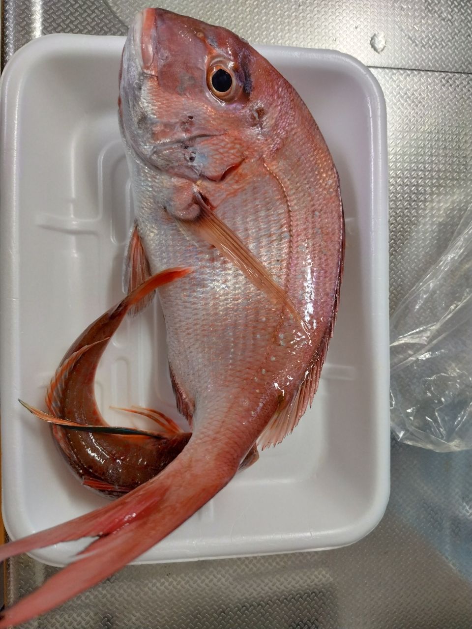 大門さんの釣果 1枚目の画像