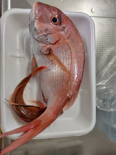 駿河湾