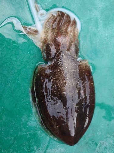 コウイカの釣果