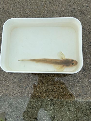 県南サーフ