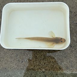 マハゼ