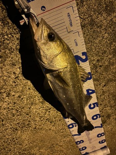 シーバスの釣果