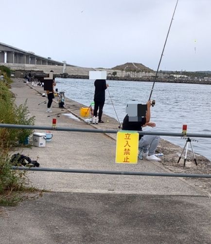 アイゴの釣果