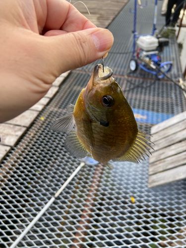 ブルーギルの釣果