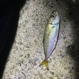 アジ
