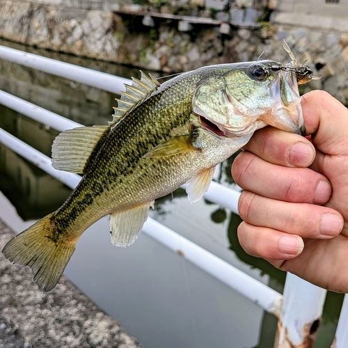 ブラックバスの釣果