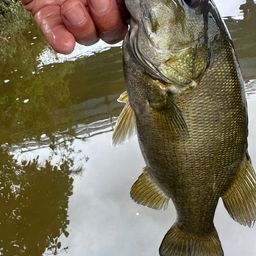 スモールマウスバス