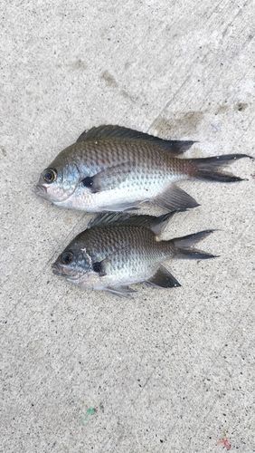 スズメダイの釣果