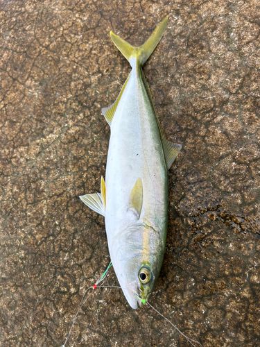 ワカシの釣果