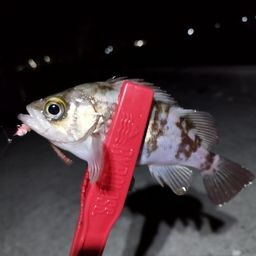 メバル