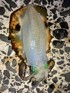 アオリイカの釣果