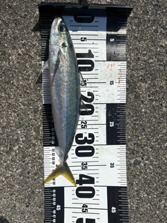 ムロアジの釣果