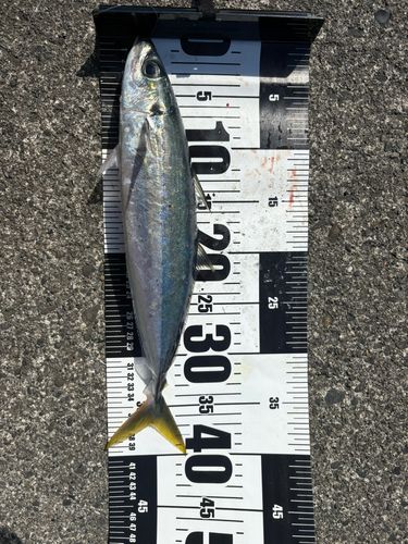 ムロアジの釣果