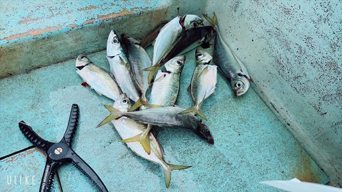 マアジの釣果