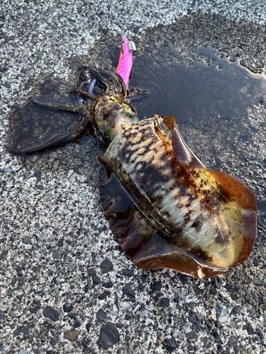 アオリイカの釣果