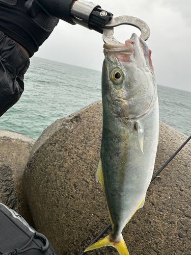 ワカシの釣果