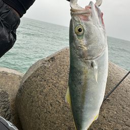 ワカシ