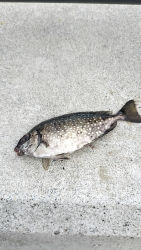 アイゴの釣果