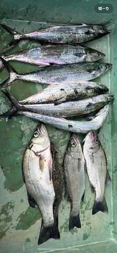 唐津湾