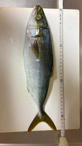 ワカシの釣果