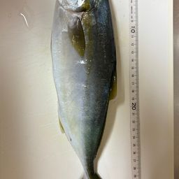 ワカシ
