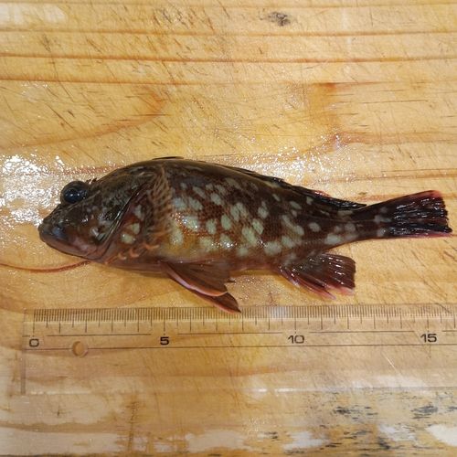 カサゴの釣果