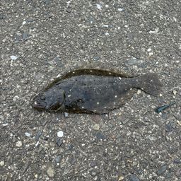 クロガシラガレイ