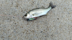 サゴシの釣果