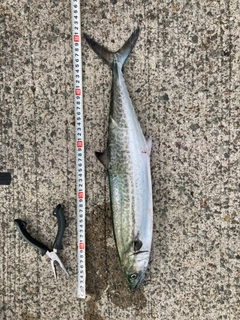 サゴシの釣果