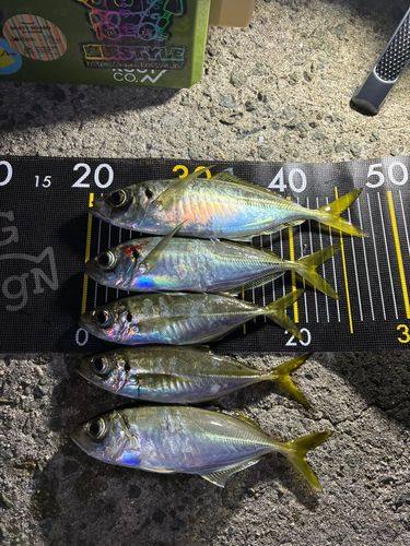 アジの釣果