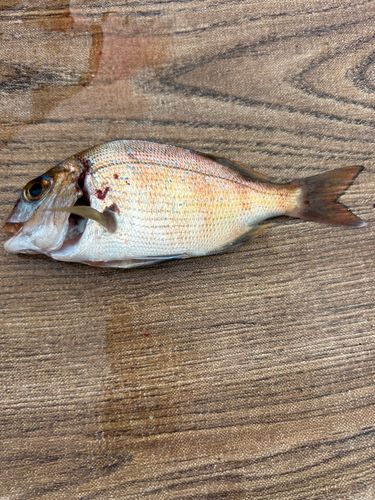 チャリコの釣果