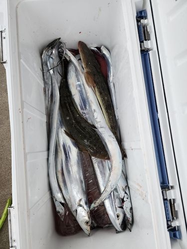 タチウオの釣果