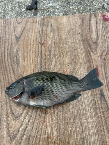 メジナの釣果