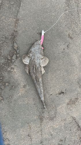 コチの釣果