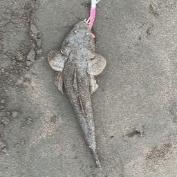 コチ