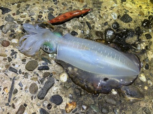 アオリイカの釣果