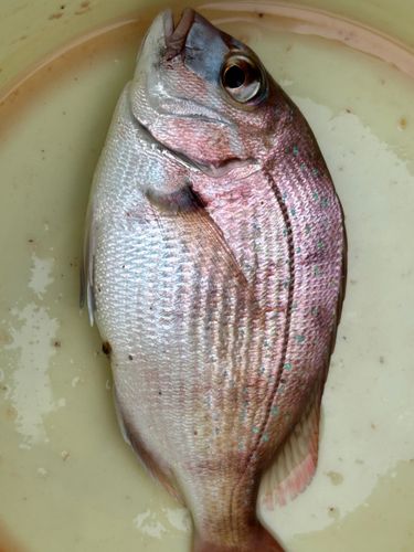 釣果