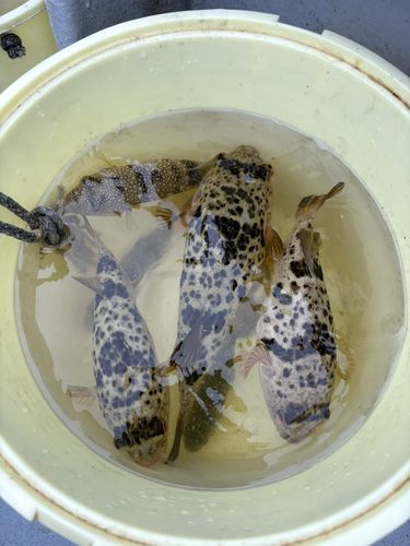 フグの釣果