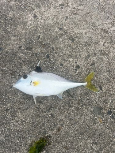 ギマの釣果