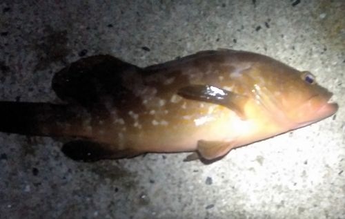 アコウの釣果