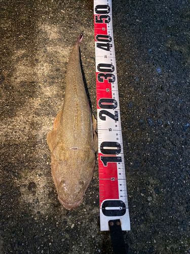マゴチの釣果