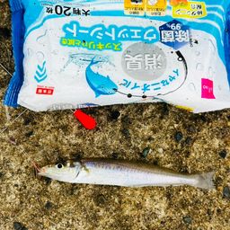 カサゴ