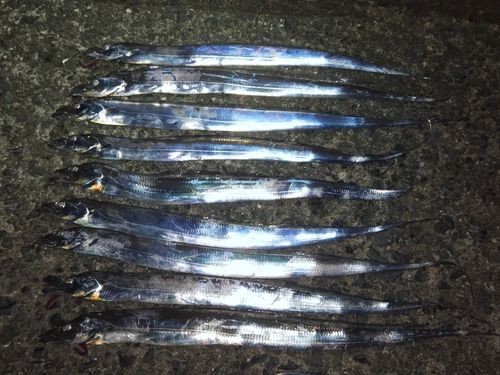 タチウオの釣果