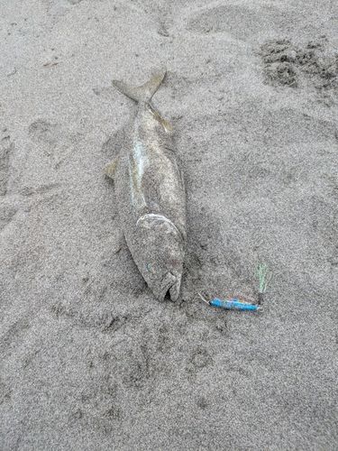 ワカシの釣果