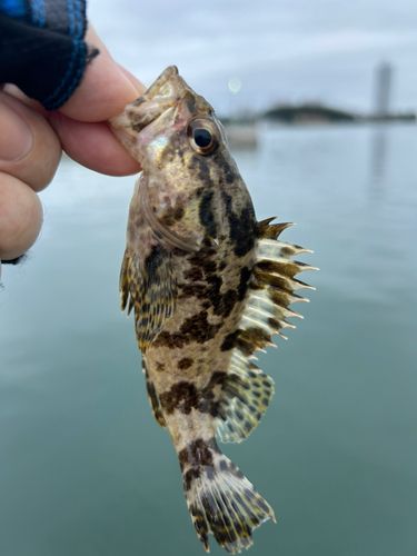 タケノコメバルの釣果